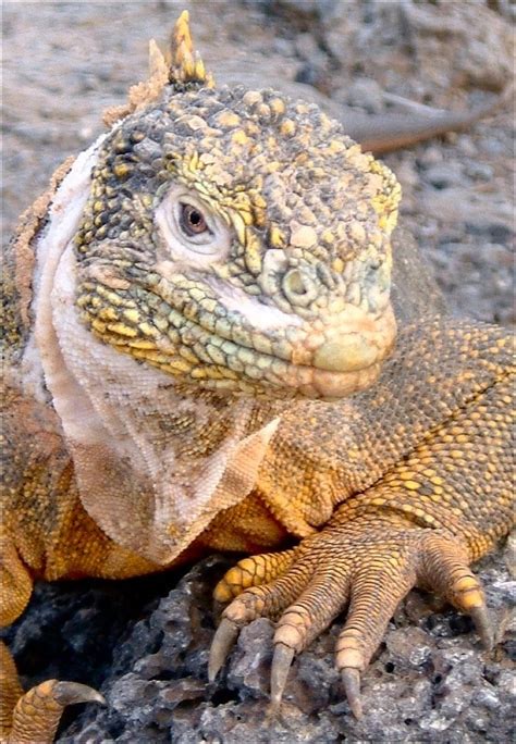 37 Best Galapagos Marine Iguana Images On Pinterest Iguanas Lizards