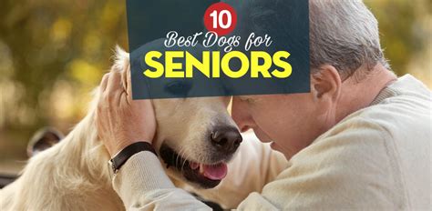 10 Best Dogs For Seniors And How They Benefit The Elderly
