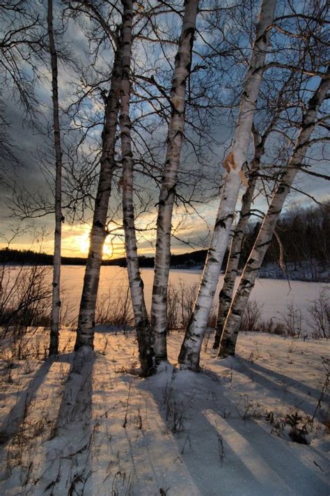 94 Best Birch Trees Images On Pinterest Birches Paisajes And Seasons