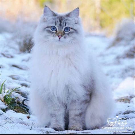 Pin By Aslaug Gørbitz On Cats Gorgeous Cats Siberian Forest Cat