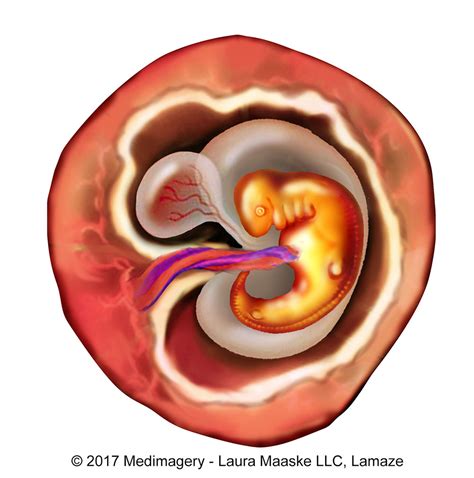6 Week Embryo Fetal Development Medical Illustration Illustrated By