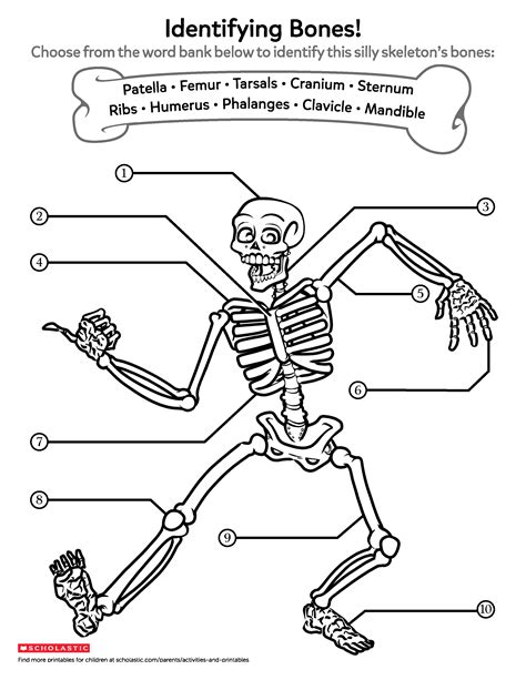 Skeleton Bones Worksheet