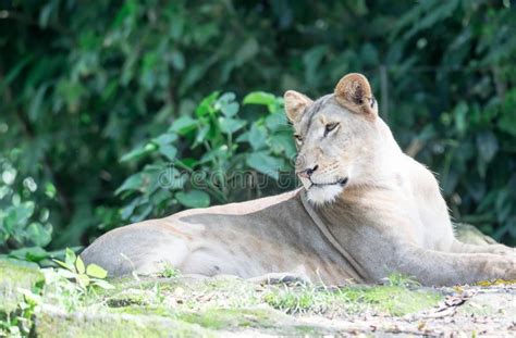 Female African Lion Or Lioness Panthera Leo Resting On Top Of A Grass