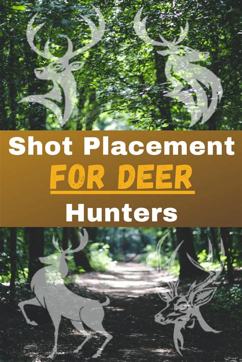 Shot Placement For Deer Hunters
