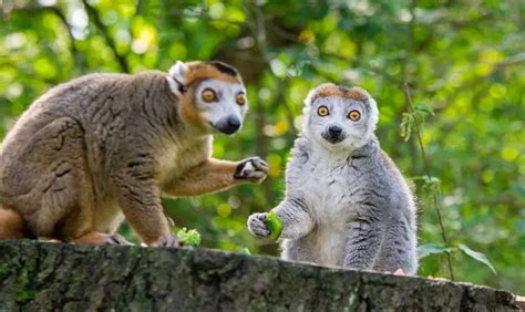 Crowned Lemur The Animal Facts Appearance Diet Habitat Behavior