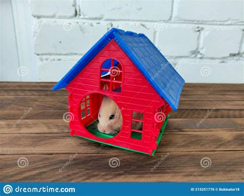 Syrian Orange Hamster Hides In His House Stock Photo Image Of Infant