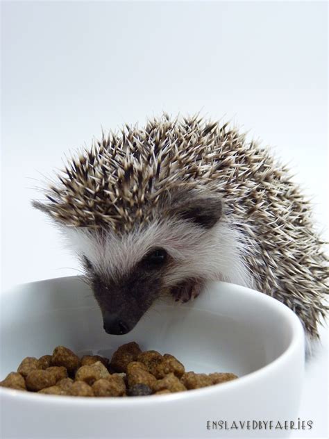 Prickle Pets Hungry Hungry Hedgehog Cat Food Mix