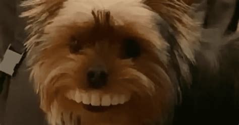 El Video Viral De Un Perro Que Se Robó Una Dentadura Postiza Crónica