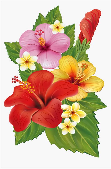 Hawaii Clipart Plumeria Hawaiian Tropical Flowers Transparent Background Hd Png Downlo In