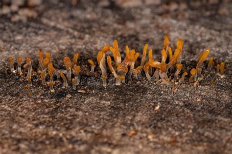 Yellow Fan Shaped Jelly Fungus Stock Image Image Of Grow Wood 238163825
