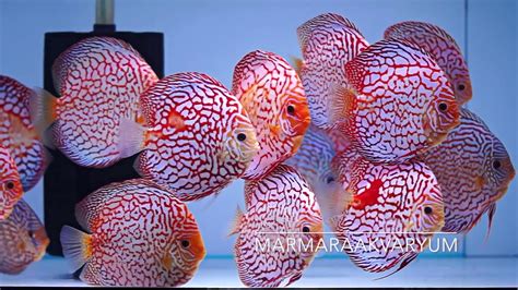 Red Map Discus Youtube