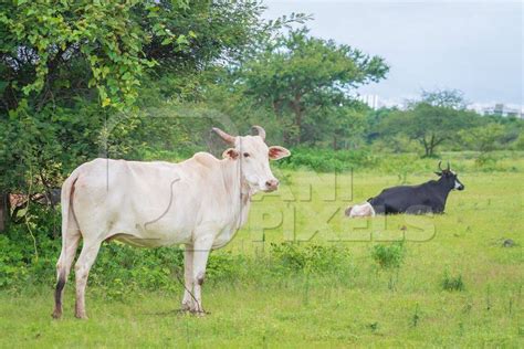 Indian Cows Or Cattle From A Dairy Farm Grazing In A Field On The Outskirts Of A City In