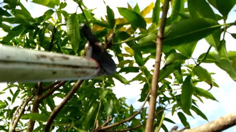 Anak benih sulur / pokok pisang helang. Pangkasan ranting mangga harum manis-penjarangan - YouTube