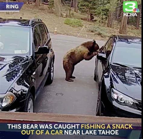 Video Captures Tahoe Bear Casually Opening Car Door Stealing Snack
