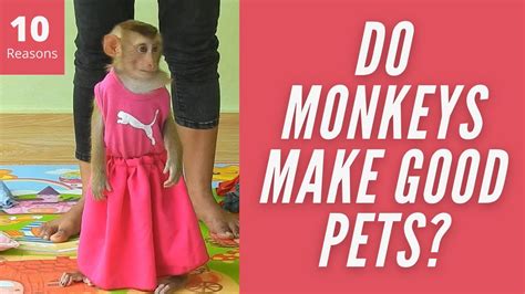 Do Monkeys Make Good Pets Youtube