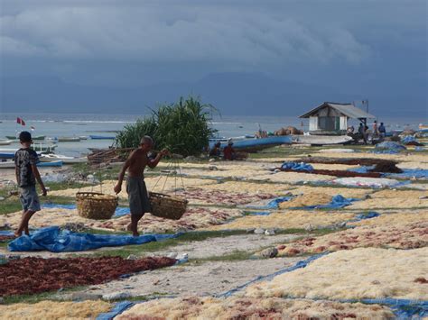 Confessions Of An Elf In Indonesia Seaweed Farming