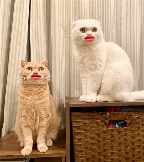 Gatos Com Boca Humana Parecem Horríveis Aziume Blog De Humor