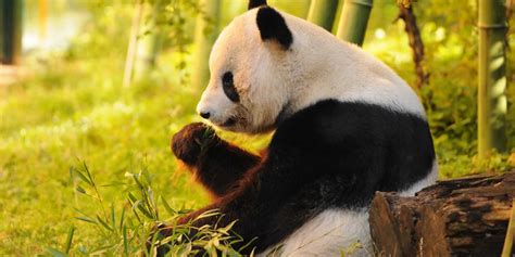Giant Panda Tours And Holidays China Wendy Wu Tours
