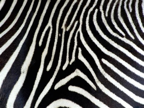 Zebra Print Wallpaper (61 Wallpapers) – HD Wallpapers