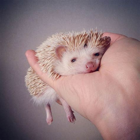 These 30 Cute Hedgehogs Will Kill You With Cuteness