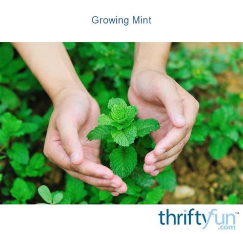 Growing Mint Thriftyfun