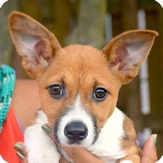 Those seeking corgis for adoption should. Huntley, IL - Corgi. Meet Minnie, a puppy for adoption ...