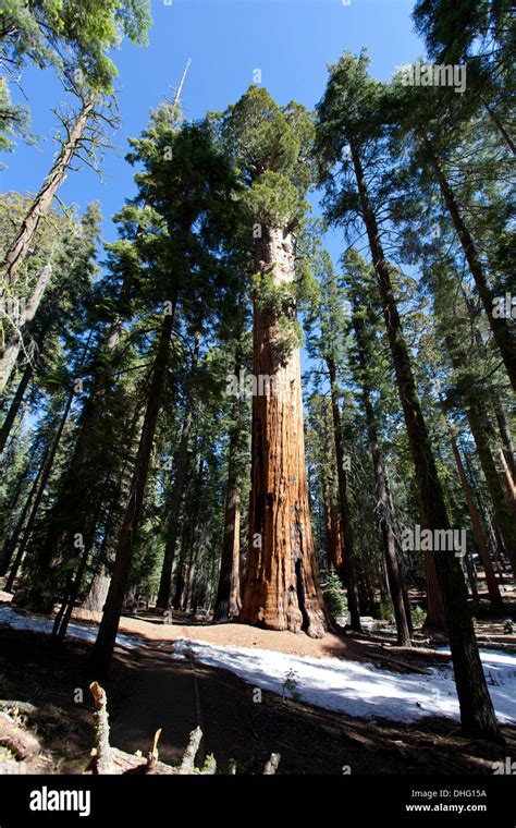 The Congress Trail Sequoia National Park California Usa Stock