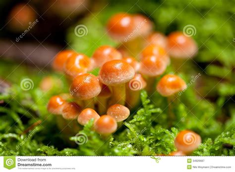 Group Brown Mushrooms In Forest Autumn Outdoor Stock Image Image Of