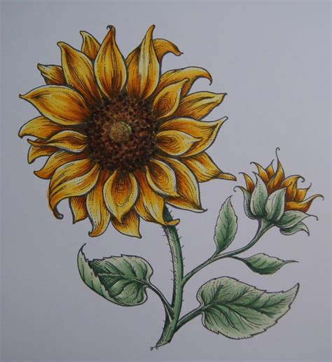 Pin By Casablanca On Sunflower Drawings Sunflower Art Sunflower