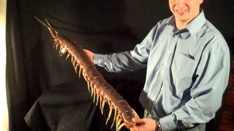 Centipede Poseable Halloween Prop Youtube