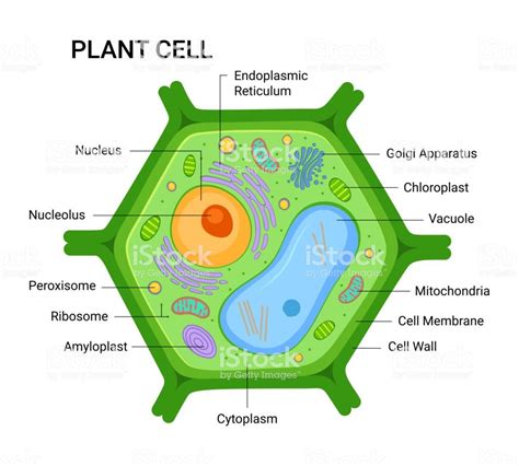 Illustration Of The Plant Cell Anatomy Structure Vector Infographic