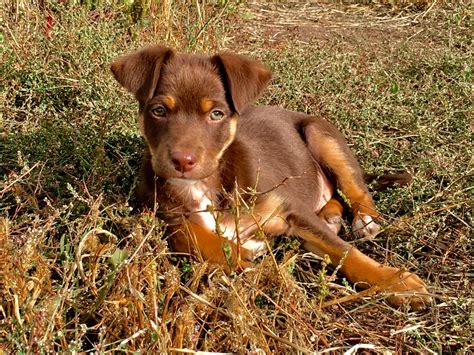 Australian Kelpie Dog Breed Guide Info Pictures Care And More