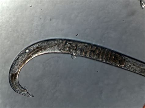 Tinkering With Worm Sex To Shed Light On Evolution Ecotone News And