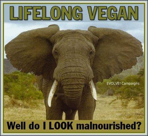 Lifelong Vegan Malnourished Funny Elephant Meme Global