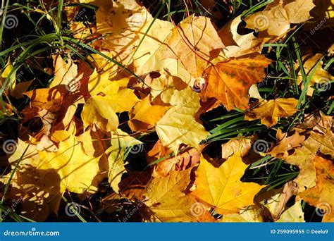 Yellow And Orange Fallen Leaves Ob Lawn In Autumn Colorful Background