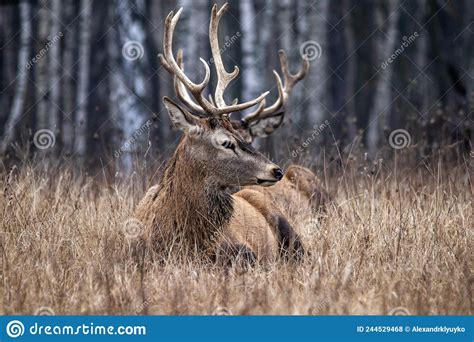 Majestic And Powerful Adult Red Deer In The Autumn Birch Grove In The