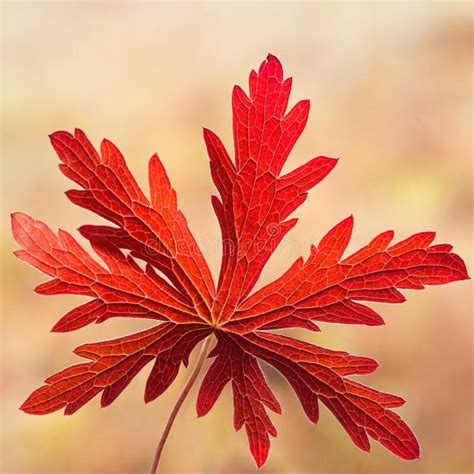 Original Red Autumn Leaf On A Blurred Background Bright Autumn Object