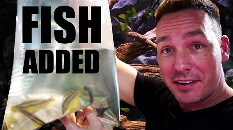 New Fish Added To New Aquarium Youtube