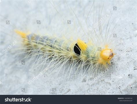 Photo De Stock Closeup Tussock Moth Larvae Caterpillar