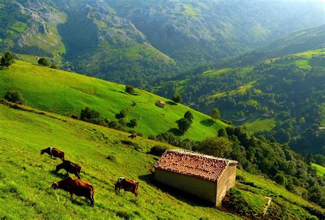 Mountains Hills Trees Grass House Cow View From