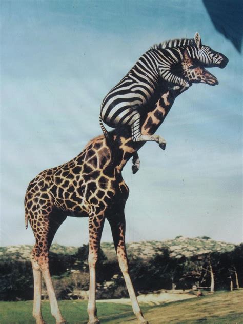 A Zebra Riding A Giraffe Woahdude