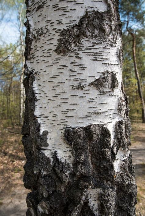 Tree Bark Of Silver Birch Stock Image Image Of Outdoor 230776067