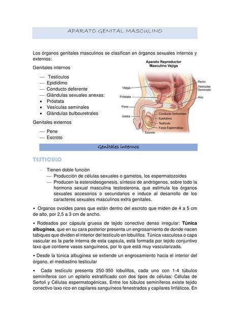 Histología Del Aparato Genital Masculino Resumen Nay Dell Acqua Udocz