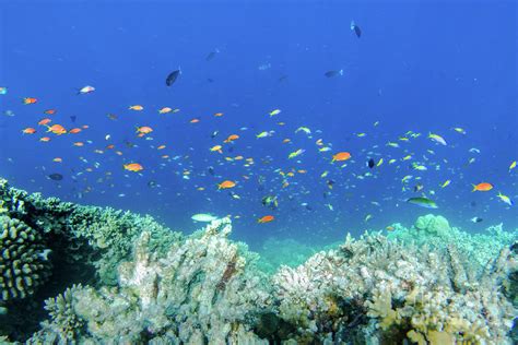 Underwater Coral Reef And Fish In Indian Ocean Maldives Photograph By