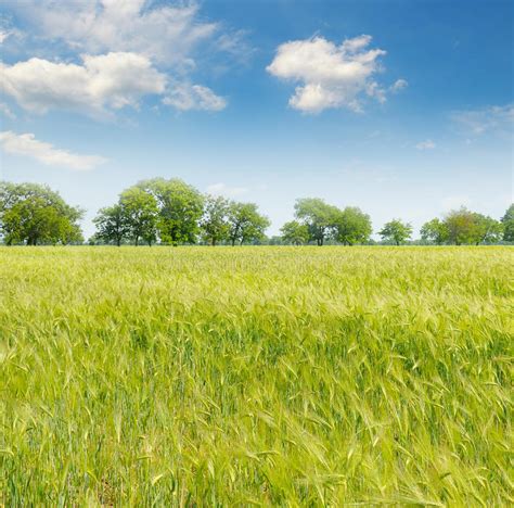 Green Field And Blue Sky Stock Photo Image Of Blue Background 68993924