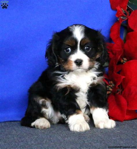 The greater swiss mountain dog, the entlebucher sennenhund and the appenzeller sennenhund are the other three members of the mountain dog family. Droll Boxer Puppies For Sale Craigslist Houston - l2sanpiero