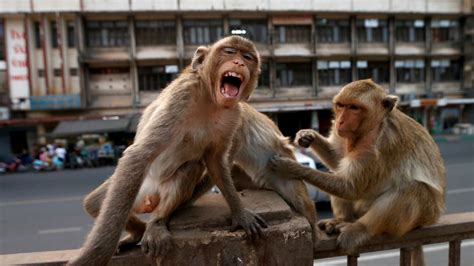 Police Give Up Fighting Sex Mad Monkeys Which Overran City Eating