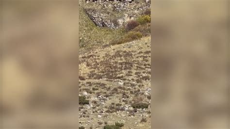 Think This Bigfoot Sighting In Colorado Is Real
