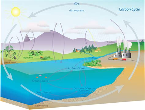 We have to check whether it is acyclic, and if it is not, then find any cycle. Carbon cycle