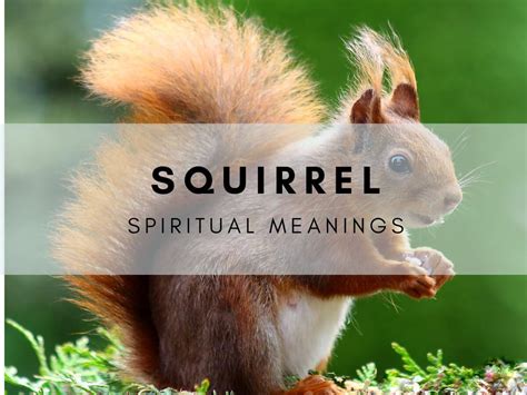 Spiritual Meaning Of Squirrels Symbolism